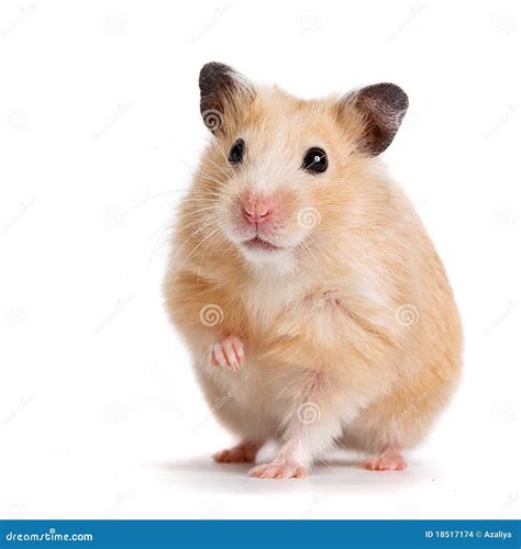 5,177 Hamster Stock Photos & High